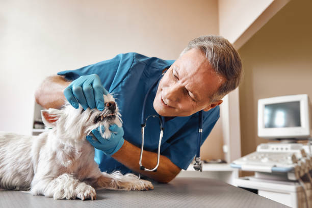 Best Emergency Tooth Extraction in Ava, MO